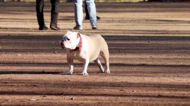 Bulldog yürüyüşü, arka planda gezinen insanlar.