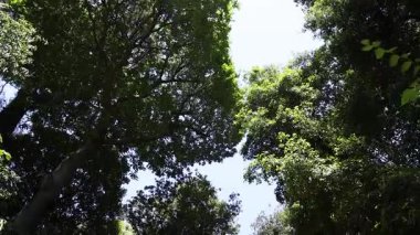 Napoli, İtalya 'daki ağaç tepe örtüsü manzarası