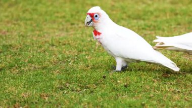 Uzun gagalı bir Corella otlak arazide yiyecek arar. Sabit kamerayla gün ışığında yakalanır.