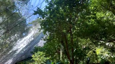 Çiçekli bir bahçede kuşlar ve ağaçlar.