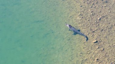 Bir tuzlu su timsahı Port Douglas 'taki nehir kıyısında yüzer, yukarıdan temiz ve doğal ışıklandırmayla yakalanır.
