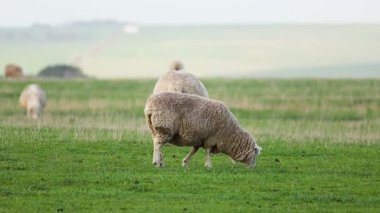 Koyunlar yemyeşil bir alanda otluyor.