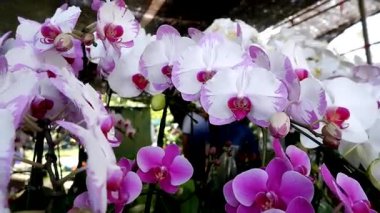 İçerde sergilenen renkli bir orkide dizisi.