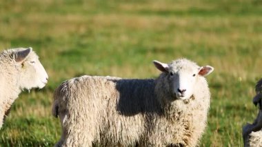 Güneşli bir alanda huzur içinde otlayan koyunlar sakin bir kırsal alanda doğal davranışlar sergiliyor.
