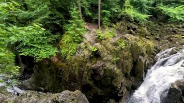 Bereketli yeşil ormanda çağlayan şelale.