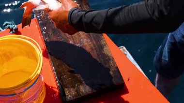 Tayland, Phuket 'te parlak güneş ışığı altında bir teknede ustalıkla balık pullar ve temizler.