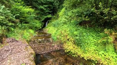 Canlı yeşil yapraklarla çevrili huzurlu bir dere.