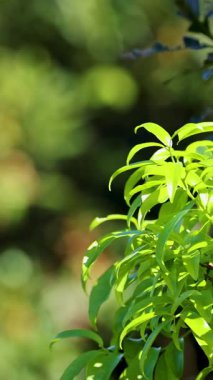 Dorrigo, NSW 'de bulanık doğal bir arkaplan üzerine kurulmuş canlı yeşil yapraklar gün ışığında hafifçe sallanıyor.
