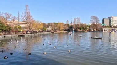 Ördekler ve ufuk çizgisi olan huzurlu bir su manzarası