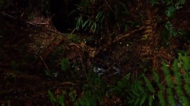 Yağmur ormanlarında yemyeşil ve eğrelti otları