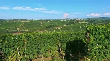 Berrak mavi gökyüzünün altında yemyeşil üzüm bağları