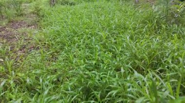 İnsansız hava aracı sakin otlakları ve orman manzarasını yakalıyor