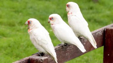 Tahta bir çitin üzerinde üç korella etkileşim halinde.