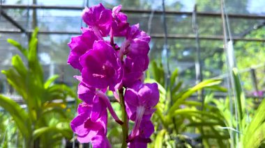 Bereketli bir bahçede canlı orkideler.