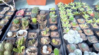 Seradaki kaktüs ve bitkilerin çeşitliliği