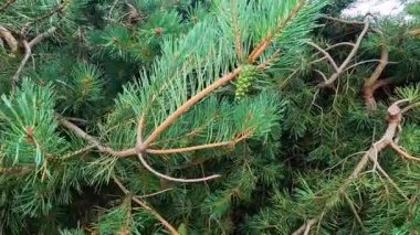 Ebediyete kadar sarkan yeşil dallara yakın