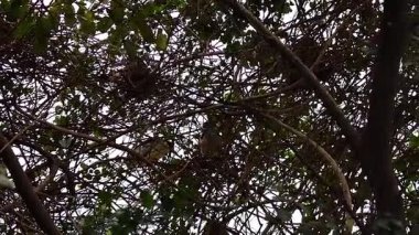 Ağaç dallarında kuş yuvası, Hanoi, Vietnam