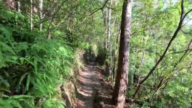 Bereketli orman yolunda huzurlu bir yürüyüş