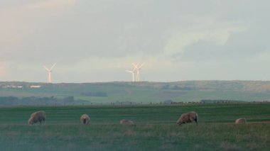 Koyunlar rüzgarlı bir arazide huzur içinde otlar.