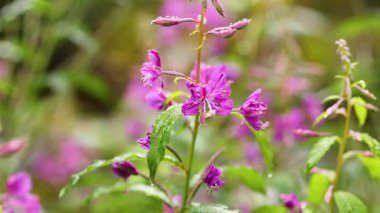 Doğadaki canlı ateş yosunu çiçeklerine yakın çekim
