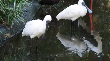 Bataklık ortamında etkileşime geçen iki kaşık faturası.