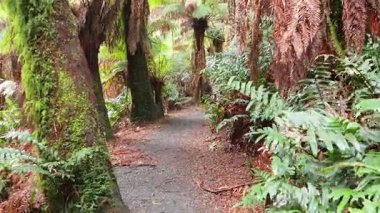 Yosun kaplı ağaçlarla dolu yemyeşil orman yolu