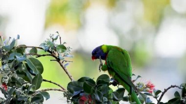 Renkli bir gökkuşağı lorisi çiçeklerle verimli, güneşli bir ortamda etkileşime girer. Doğal davranışlar ve canlı tüyler sergiler.