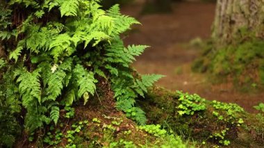 Ormanda yemyeşil eğrelti otları