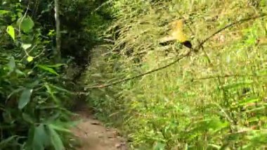 Yeşillik, yemyeşil bir orman yolunu keşfediyorum.