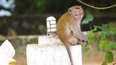 Maymun oturur ve geçen insanlarla iletişim kurar.