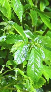Dorrigo 'daki canlı yeşil yapraklara yağmur damlaları düşer ve dingin ve ferahlatıcı bir atmosfer yaratır.