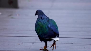 Tahta bir yolda yürüyen bir güvercin.