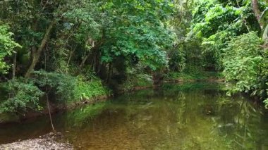 Havadan çekilen görüntüler, yemyeşil yeşil ve sakin suları doğal ışık altında sergileyen yemyeşil Daintree Yağmur Ormanı 'ndaki sakin bir dereyi yakalıyor.
