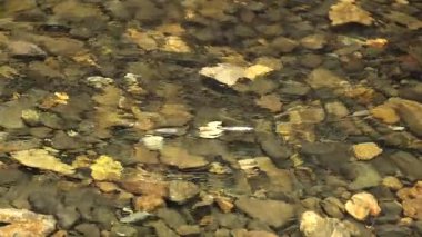 Temiz su taştan bir yatağın üzerinde akıyor.