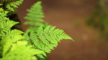 Dunkeld Ormanı 'ndaki eğreltiotlarına yakın çekim