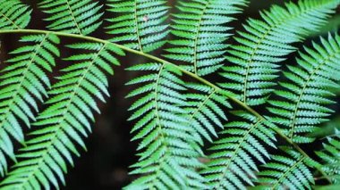 Yağmur ormanlarındaki eğreltiotu yapraklarına yakın çekim