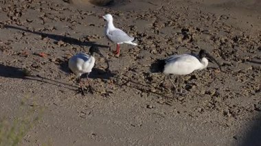 Martı ve Ibis kumsalda yiyecek arıyorlar.