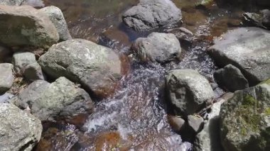 Yağmur ormanlarının ortasında akan dere manzarası.