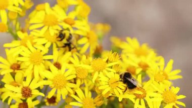 sarı çiçek nektarı toplamak arı