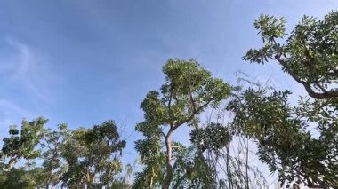Ağaçların tepeleri açık mavi gökyüzünün altında sallanıyor