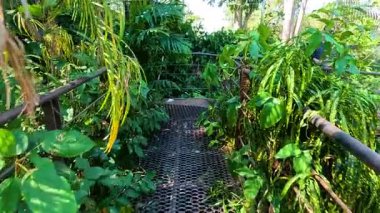 İnsanoğlu bereketli bir orman köprüsü yolunu keşfeder.