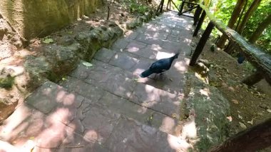 Victoria taçlandırılmış güvercinler Chonburi, Tayland 'da gölgeli bir hayvanat bahçesi yolunda dolaşıyorlar. Doğal ışıklandırma, canlı tüylerini ve dingin ortamlarını vurgular