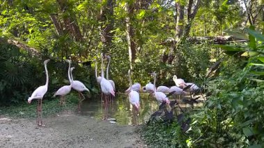Flamingolar yemyeşil bir yaşam alanında etkileşim halindedirler.