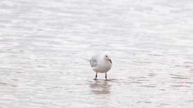 İki kırmızı gagalı martı, Avustralya 'daki Great Ocean Road boyunca yumuşak ışık altında kumlu bir sahilde yürüyüp etkileşime geçer.