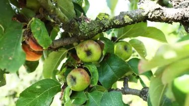 Ağaç dallarından sarkan olgun elmalar