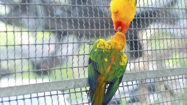 İki güneş, tel örgü üzerinde neşeyle etkileşime girer.