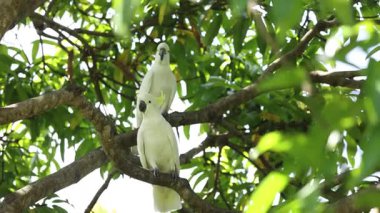 Bir ağaç dalında sosyalleşen iki kakadu.