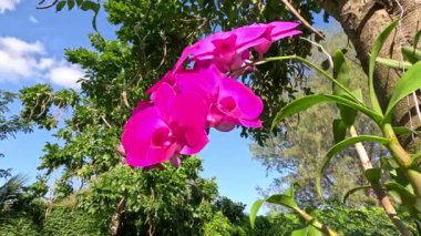 Canlı orkideler yemyeşil, güneşli topraklarda çiçek açarlar.