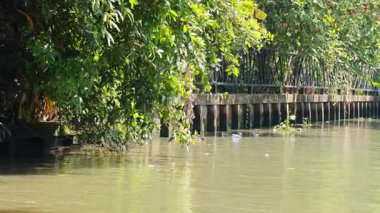 Uzun kuyruklu bir tekne Bangkok, Tayland 'daki yemyeşil ve dinamik su hareketlerini gösteren yemyeşil bir kanalda geziniyor.