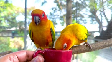 Pazardaki bir bardaktan beslenen iki papağan.